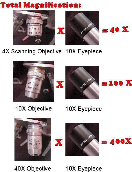 magnification of oio|Using the Microscope: Basic Tutorial: Part 7. Oil  .